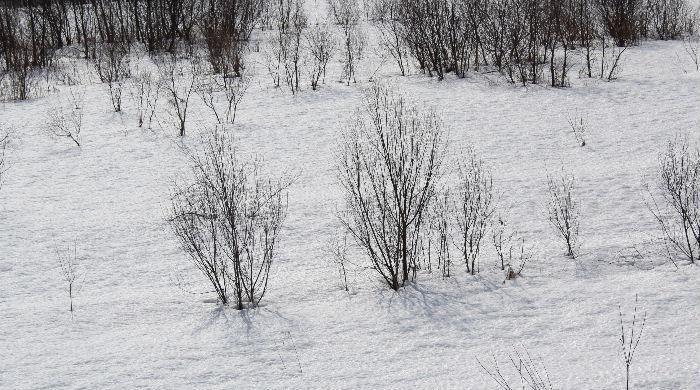 春の兆しを感じさせる朝となりました　雪の中に小さな木々が春を待っているかのように見え春がもう一息となりました　もう雪はたくさんですね