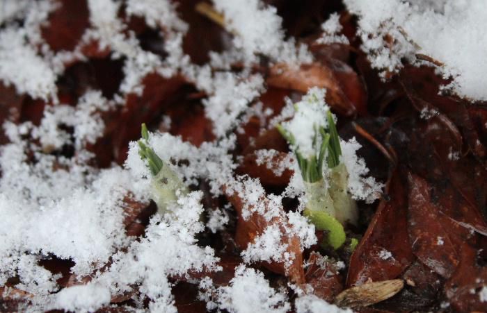 昨日の暖かさがウソのように寒い一日となりました　今も雪が降っています　でも春の雪でしょうか気温が高いからでしょうか地面にはほとんど積もらず降ったさきから消えていきます　芽を出したクロッカスにふる雪もどかやわらかそうな感じがします　春の淡雪でしょうか