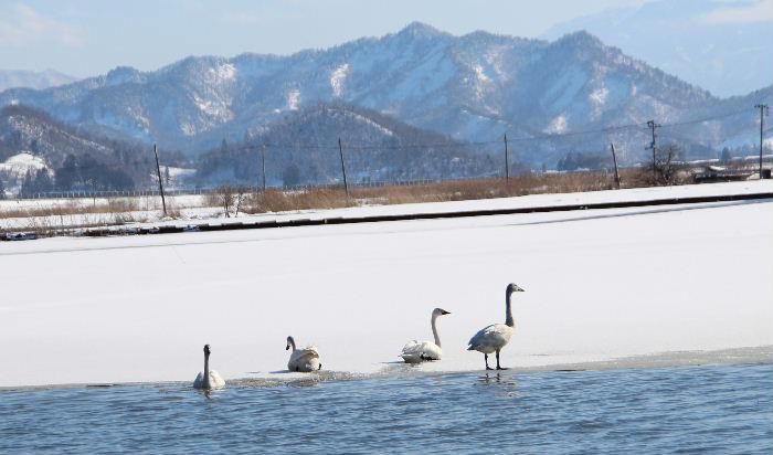 「白鳥の湖」ではありませんが増水した田んぼに多くの白鳥がひなたぼっこをしていました　イオンタウンから金沢方面に向かう弁天橋の東に餌をついばんでいるのでしょうか気持ちよさそうに遊んでいるようです　土場橋が増水して流れが速くなって一羽もいなくなったのですがこっちに来ていたのですね