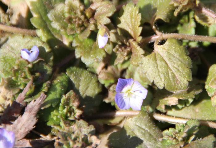 道路そばにオオイヌノフグリの花が咲いていました　今年初の自生している植物の花です　雑草でどこにでも咲く花ですが春一番に咲く花で小さな紫色の花をたくさん咲かせる名前に似合わない可憐な花です