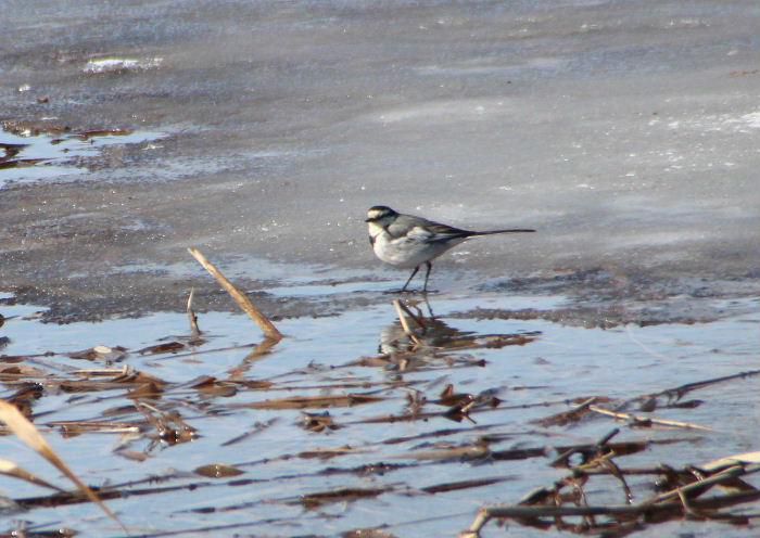 雪解けの田んぼの野鳥　昨日は朝から見事に晴れ気温もグングンと上がり暖かな日差しに田んぼの雪も解け始めました　どこからともなく野鳥が飛んできて田んぼで餌をついばんでいます　なかなかカメラにおさめるのが難しくやっと撮った１枚です　早春の風景でしょうか