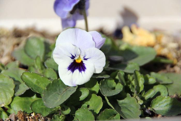 昨年採種してパンジーを植えました　昨秋に芽を出しましたがようやくいくつか花を咲かせてくれました　種から植えたパンジーなので咲いてくれたことにうれしくなりました　日増しに暖かくなりますのでこれからどんどん咲いてくれるのでは