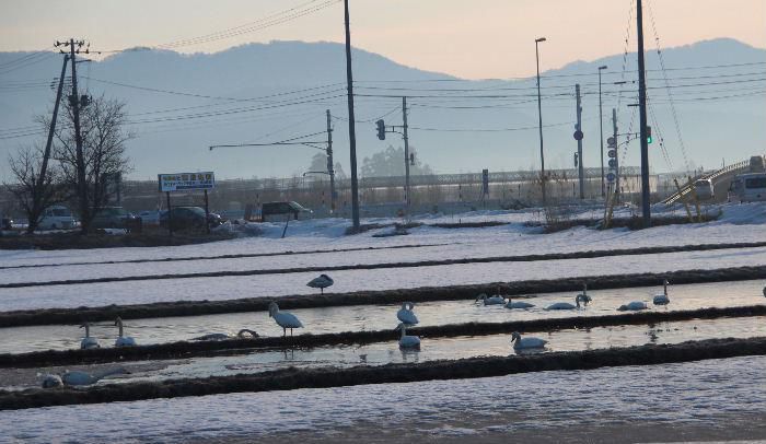 朝日をあびた白鳥　雪解けの進んだ田んぼで北帰行の準備をしているのでしょうか餌をついばんでいます　独特の声を出して列をなして飛んでいる様子も見られるようになりました　