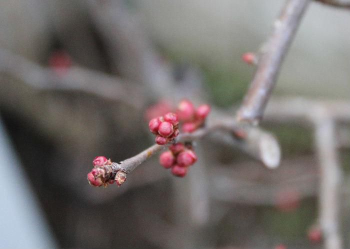 ボケの花芽を撮影してみました　花はこの花芽の何倍もの大きさにないりますので開花するのはまだまだ先のことでしょう　そちこちに花木の花芽をつけています　春を知らせる花だよりを紹介できるのももうすぐですね