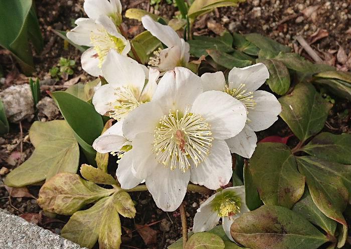 早春の花「クリスマスローズ」が咲いていました　寒さに強く日陰でも育つので早春の鉢花や花壇の花として人気だそうです　花の名前はニゲル種に付けられた英名です　なぜクリスマスを冠した名前がついたのでしょうか　開花時期もクリスマスとは関係しない時期です