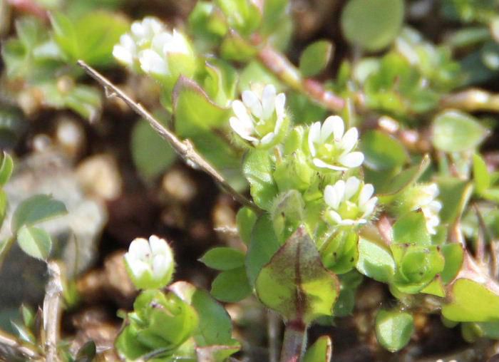 花壇に小さな白い花が一面に咲いています　雑草の仲間ですが花弁が５枚ありますが２裂していて花弁が１０枚見えます　花びらや葉には小さな産毛のようなものもあります　世界中どこにでも生育する「ハコベ」の仲間でしょうか  茎が赤みを帯びています「コハコベ」かも