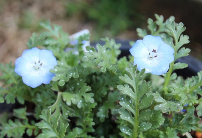 ネモフィラの種をまきました　一度は植えてみたい花でしたので１株だけホームセンターから購入してきました　このネモフィラは株いっぱいに空色の花を咲かせ　ベイビーブルーアイズの英名があります　ひたちなか海浜公園に一面に咲くネモフィラがまもなく咲きます　コロナが収まればぜひ訪れたいところですがまずは我が家のプランターで咲かせてみようと思っています