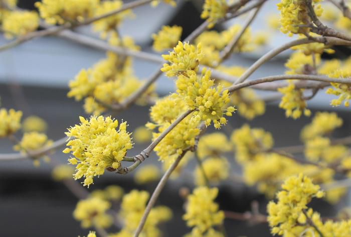 とても可愛い小さな黄色の花がたくさん咲いています　３月２２日に「ミモザ」ではないかと紹介しましたが花が咲きましたので改めてしらべてみましたが「サンシュユ」ではないかと思われます　秋には細長い赤い実をつけるといわれています　秋にもう一度観察してみます　赤湯温泉にはこの花の名前と同じ旅館があります　名前の由来は何でしょうか　