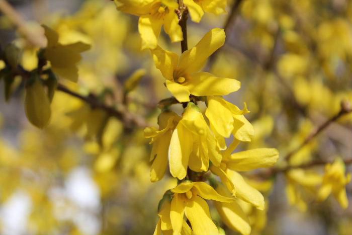 今年もレンギョウが早くも咲きました　釣鐘状の鮮やかな黄色の花をつけていますが昨年は野鳥に啄まれてほとんど花を見ることができませんでしたが　今年は何とか花を愛でることができました　花々を観察していると早春には淡い黄色やピンクの花が咲き季節が進むと鮮やかな色の花となり　さらに濃い青や赤の花が咲くようになります　レンギョウも春を告げる花の一つでしょうか