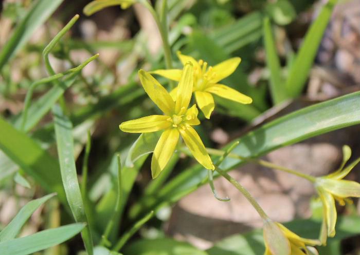 アズマイチゲが群生しているそばに小さな黄色の「キバナノアマナ」が咲いていました　北海道や本州中部以北に分布している多年草ですが地下１０～１５mmほどの深さに球根があり春になると葉と同時に花茎を出し数個の花を咲かせるようです　開花直後は黄緑ですがやがて黄色になっていきます　アズマイチゲの群生地に咲いているといわれ今回見つけた場所もその一つではないかと思われます
