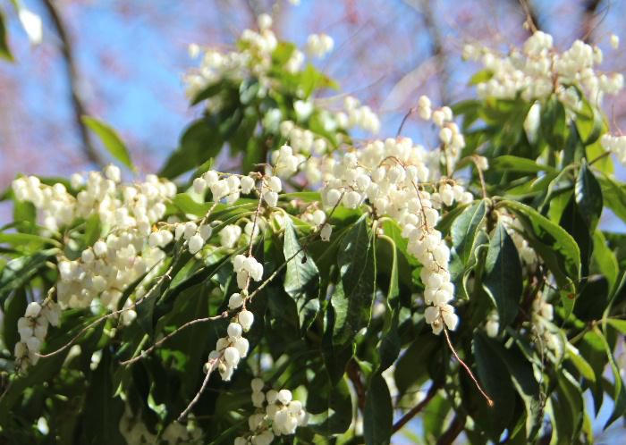 白いスズランのような花を付けている花木を見つけました　図鑑で調べてみますと「アセビ（馬酔木）」ではないかと思われます　葉は枝先に集まり互生したくさんの白い壺状の花がついています　有毒でその葉を煎じ殺虫剤に用いるとのことです　馬が食べると苦しむといい　馬酔木（アセビ）の名前が付いたといいます
