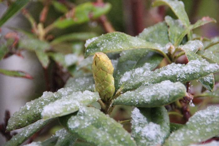朝から大粒の雪が降っています　桜の開花も宣言されたのに大きくなったシャクナゲの蕾は雪に包まれています　入学式が終わり今日から小学生が登校しています　新１年生はつらいだろうな