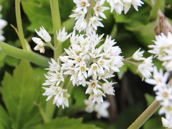 真っ白で二重の花びらを持つ花が隣家にさいていました　調べてみましたが名前がわからず詳しく紹介できず残念です　わかる人がおりましたら教えて下さい