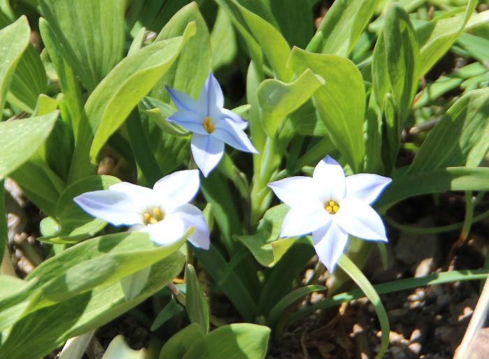 Mさんの庭にハナニラの花が咲いていました　写真の大きな葉ではなく下の方に付いている細長い葉がハナニラの葉でニラ特有の香りがします　白や淡紫色の他ピンクや黄色もあるといいます　星形の花形から英名はスプリングスターフラワーと付いています　正に春のスターでしょうか