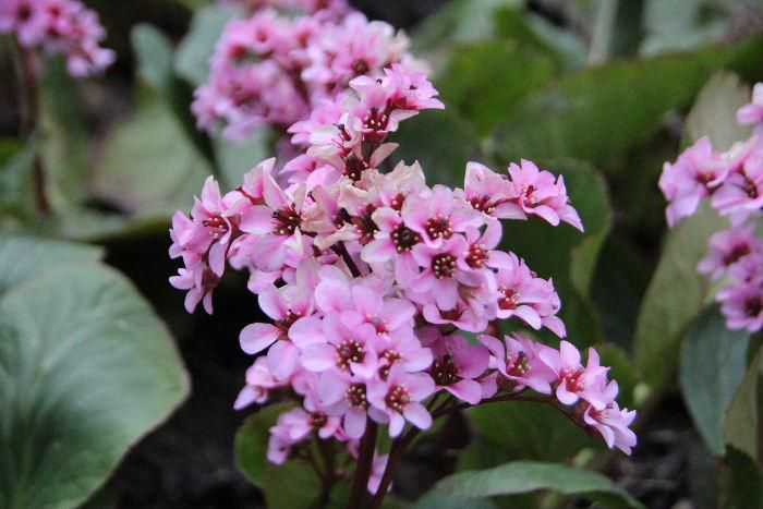 花の茎を長く伸ばしピンクの「ヒマラヤユキノシタ」がそちこちに咲いています　冬でも大きな葉を雪の下からのぞかせているので「ユキノシタ」といいます　太い根茎が長い柄をもつ肉厚の葉が重なりあうように生え早春から５弁の花を円錐状に咲かせてくれます　