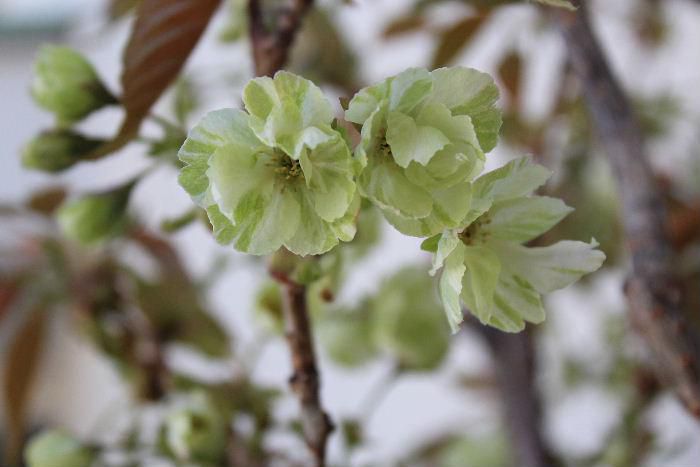 烏帽子山公園の桜はすっかり葉桜になりましたが、我が家の鉢植えの桜がようやく咲きました、黄緑色の「御衣黄（ギョイコウ）」というあまり見慣れない桜です。葉と一緒に咲いていますので花があまり目立たないのですが珍しい桜の一つではないでしょうか　名前の由来は貴族の衣服の萌黄色に近いためとのことです　江戸時代京都の仁和寺に植えられていたのが始まりとされています