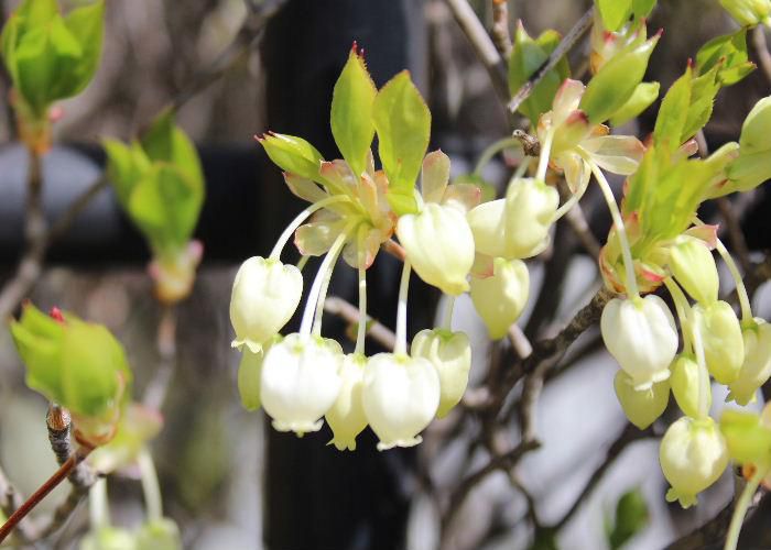 秋に真っ赤に紅葉し秋を彩る「ドウタンツツジ」の花が咲いています　葉と同時に枝先に３，４個ほどの白い釣鐘のような花が咲き　垣根として庭に植栽されている若い薄緑の葉とともに春を告げています