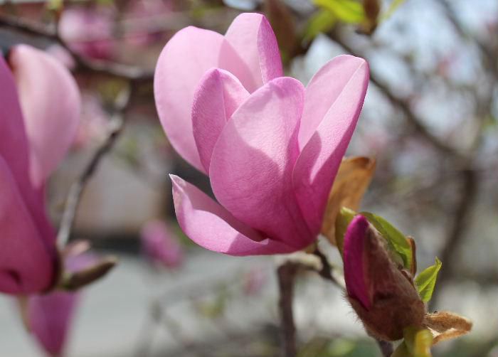 「ハクモクレン」を４月４日に紹介していますが　紅いモクレンが近所の庭にさいています　花弁が６枚あり長さ５～１３cmほどで多少の芳香があります　夏に向かって咲く花の一つです