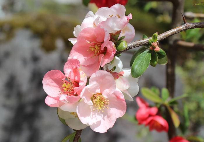 剪定するときに枝にはトゲがあり厄介な「ボケ」の花が咲いています　花の色は鮮やかな紅が主であるが紅白や八重などたくさんあります　中国原産ですがかなり以前に渡来し現在ではどこの庭にも栽培されどこでも見られる花木です　