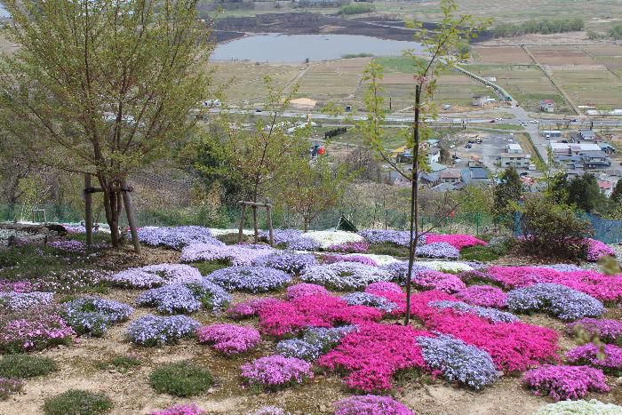 赤湯の秋葉山頂付近のシバザクラが植栽されている畑に行ってみました　コロナ禍の中で庭園は立ち入り禁止ですが庭園の外から写真を撮らせてもらいました　眼下に白竜湖を眺め見事なシバザクラ庭園に感動です　おいでになる方は駐車場がありませんのでご注意を