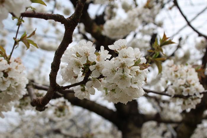 市内金山のフルーツラインを走り　知人の果樹園の花を撮ってきました　今さくらんぼの花が満開です　霜が降りサクランボやリンゴなどに被害が出ていると不安な表情で花を説明していただいた果樹農家の方の気持ちが痛いように伝わってきました