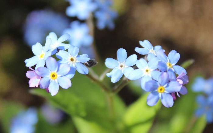 「忘れな草をあなたに」という菅原洋一の歌があり紅白歌合戦でも歌われていたというと、「かなりのお年でですね」といわれそうです　庭に知人からいただいた爽やかな水色の「忘れな草」の花が咲いています　昨年咲いた時にこぼれた種が芽をだしたのでしょうか　咲いている花々は白や黄色、ピンクなどから水色や青、赤などの夏の色の花が咲き始めました
