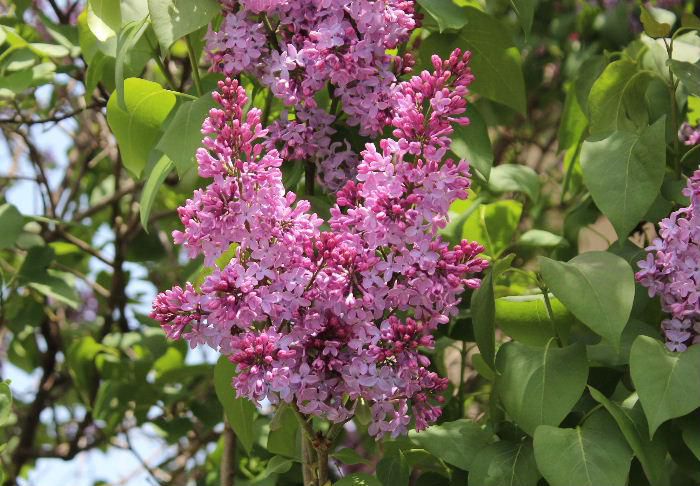 近所の庭にライラックの花が咲いています　庭や公園によく植えられており薄紫色の花とその芳香は見る人を楽しませてくれます　ライラックというと北海道を想像してしまいます　別名でフランス語で「リラ」といわれています　歌の名前が付いていたような気がします 一株いただいて鉢植えにしました　来年は咲くのでしょうか