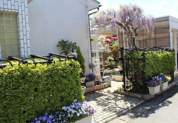 庭のフジの花が咲き始めました　今から４０年以上前ですが一鉢のフジの木をいただきました　その後地植えをしたものですが今も現役で花を咲かせてくれます　ささやかな５月の庭を彩ってくれています　