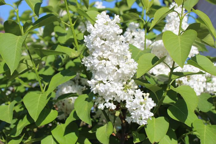 白いライラックの花でしょうか　とある庭に朝日に照らされて咲いていました　葉や花の形からみてライラックの花かもしれません