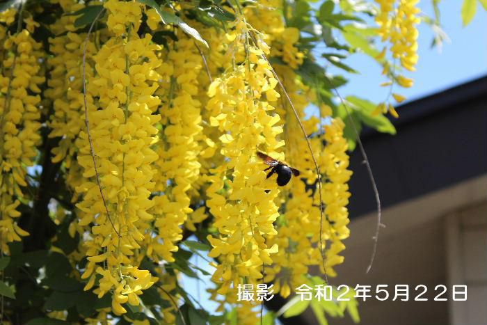 昨年黄色のフジの花と紹介した「エニシダ」です　我が家の鉢植えの小さな木は本当にささやかですが大きく育ってほしいと願っています　それまで生きているだろうか