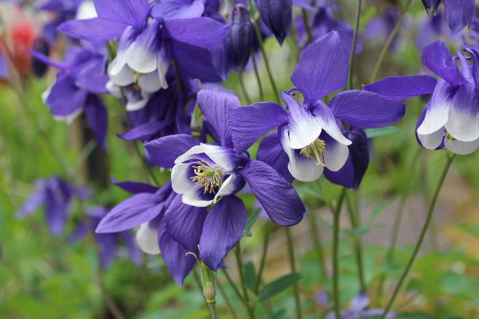 鮮やかな紫色の花を咲かせている「ミヤマオダマキ」がそちこちに咲いています　山野草で高温多湿にやや弱いので夏に半日陰となるような場所に植えられています　なんと花言葉は「愚かなこと」だって