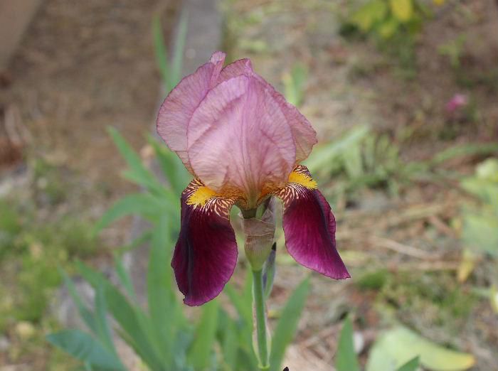 変わった花がさいていました　球根性のアヤメの仲間「アイリス」の一種です　葉を見るとアヤメ科の花を思わせてくれる花です　街を散歩していると黄色と紫、白い花などそちこちに見つけました　今庭を彩っている花です