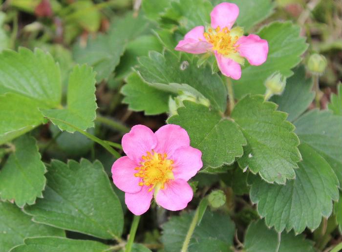 イチゴの季節ですがこの花は「ハナイチゴ」で鑑賞用の花で実になってくれないとのことです　食べるよりは見る花ですね