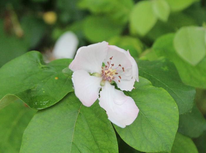 「カリン」の花でしょうか　かなり大きめの白にピンクの色がかすかについているきれいな花です　「カリン」は香りの強い果実で芳香剤の代わりに部屋や車の中に置いている人もいます　この花は本当に「カリン」の花でしょうか