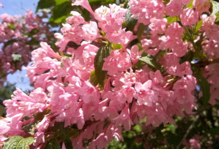 知人からこの花は何という名前ですかと相談がありました　専門家でないので図鑑でしらべてみると「ハナカイドウ」という名前の花木と似ていることがわかりました　彼の地域では「あずき花」と呼んでいるようです　知っている人は教えて下さい