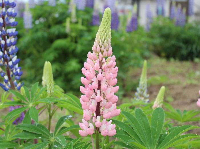 垂れ下がるフジの花を逆さにしたような花で「ノボリフジ」とか「タチフジ」と呼ばれている「ルピナス」の花が近所の畑一面に咲いています　毎年きれいに咲かせていますが紫やピンク、白、赤など様々な色の花があるようです