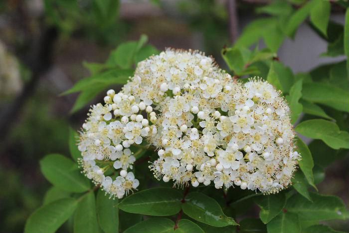 秋になると真っ赤に紅葉し紅い実をつける「ナナカマド」の花が咲いています　深い山に生えていますが庭木として植栽され背丈も高くなります　紅葉は良く知られていますが小さな花がびっしりと咲いて秋の紅葉とはまた違った趣があります