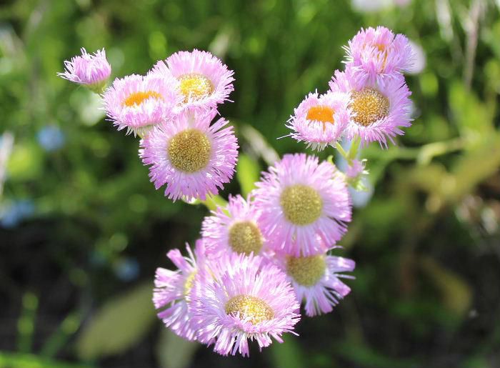 散歩している道路のそばにきれいなピンクの花「ハルジオン」がたくさん咲いています　つぼみの頃はおじぎをするように垂れてうつむいていますが花はしっかりと空に向かって咲いています　白い花を咲かせる「ヒメジョオン」とよく似ています　今年は例年になくピンクの色が鮮やかな気がしますが気のせいでしょうか