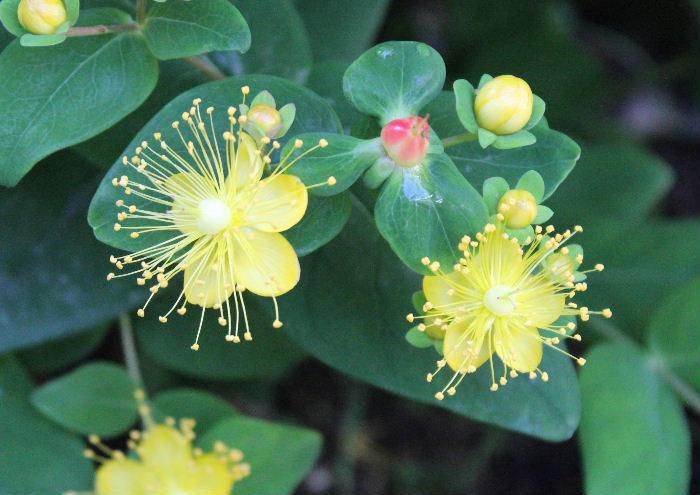 鮮やかな黄色の花びらと黄色の雄しべが花びらの上に群がって立っている「ビヨウヤナギ」が咲いています　近所の方から昨年いただいたもので今年も鮮やかに咲いています　中国原産のオトギリソウ科の仲間で草花ではなく花木の一種です　同じオトギリソウ科の「キンシバイ」とよく似ていて見分けがつけにくい花です　梅雨時を鮮やかに彩ってくれる花です