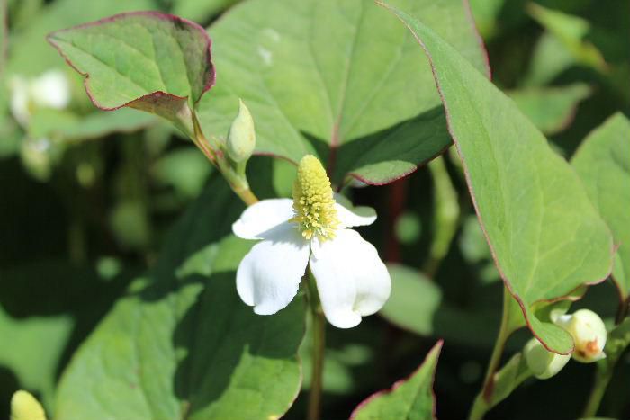 梅雨の時期になると湿地や日陰に「ドクダミ」の白い花が咲きます　独特のにおいがあり痛みや毒を抑える効能があるのでこの名前が付いたといわれています　４枚の白いのが花のように見えますが中央の黄色の円柱状のものが花です　根が地中を這って群生していきます　群生するとなかなか退治するのがたいへんいなやっかいものの野草の一つではないでしょうか