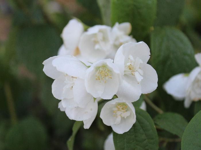 枝の先に４枚の花弁を開き花には少し香りがあり梅の香りに似ていることから「バイカウツギ」と名前が付けられました　この花は「バイカウツギ」ではないでしょうか