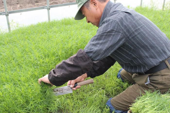 南陽市の特産品「オカヒジキ」が食卓に並ぶようになりました　茹でると鮮やかな緑色となりクセのないシャキシャキとした食感は野菜嫌いの子ども達も大好きだと聞きました　最近ではハウス栽培で通年生産されるようになりましたがかつては初夏の野菜でした　友人の大友氏のハウスにお邪魔し収穫の様子を見せていただきました  明日の夕方のNHKで「オカヒジキ」が放映されるようです　ぜひご覧ください