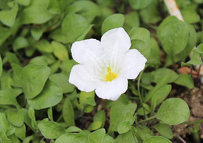 真っ白な花が緑の葉の中にポツンと一輪だけさきました　今年初めて咲く「ギンパイソウ」です　知人から「盃花」だよ一株いただいたものが増えてきました　知人の庭には真っ白な花が一面に咲いていて一株をいただいたものです　上からみるとよく分かりませんが横から見ると銀の盃のように見えることから付いたといわれています　地面を這うように広がり根のわきに上を向いて白い花を咲かせます　初夏にさわやかな気持ちにさせてくれる花です