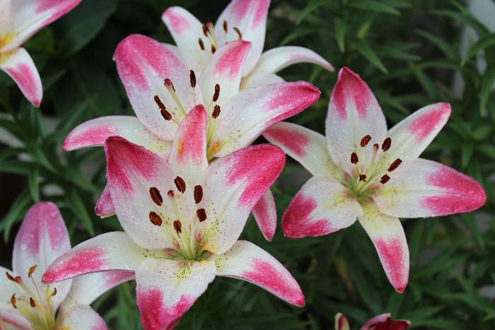 「ユリ」の花の季節になりました　我が家のユリも決してきれいではありませんが　鉢植えにしてすでに１０数年を数えますが今年も咲いてくれました　このユリの花は東京に住む孫が保育園のゆり組に入園したのを記念し購入したものです　車にユリの鉢植えを積んで届けたことを思い出します