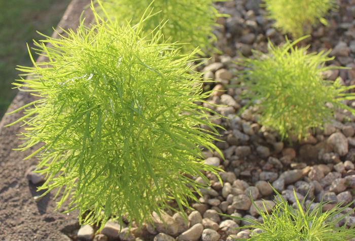 「コキア」が朝日に映えて爽やかな緑色の葉を広げています　我が家の犬走りの砂利に植えた「コキア」が気持ちよさそうです　秋になると真っ赤に紅葉するのが楽しみです