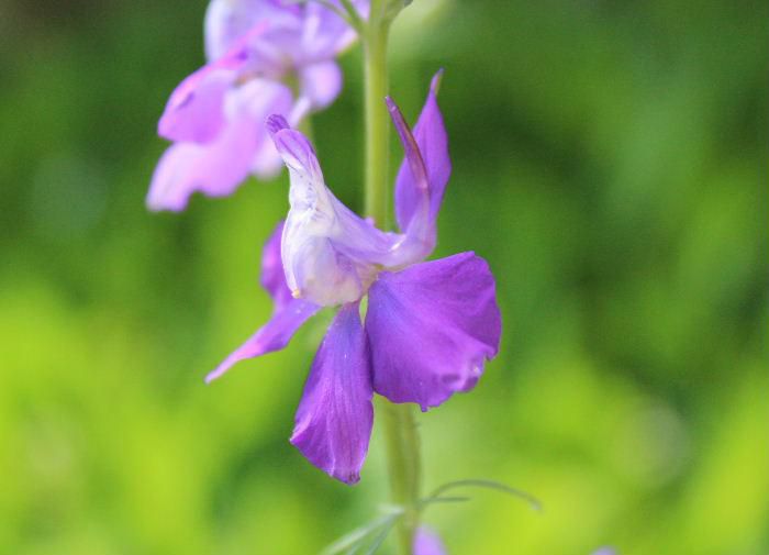 長い真っすぐに伸び茎の周りに紫や白、ピンクなどの花を咲かせる「チドリソウ」が咲いています　写真をよく見ると小鳥のようで花の後ろに突き出た角状の距を鳥の脚にあるけづめに見立てて　英名「ヒバリのけづめ」の意味のラークスパーと呼ばれています　日本名の「チドリソウ」もそこから来たのでしょうか　とある場所で咲いていた一株を植えたのが少し増えてきました　移植を嫌う草花で増やすのが難しいといわれていただいたものです　