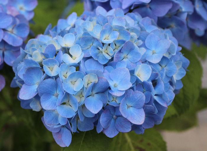 梅雨の時期に鮮やかな紫やピンク、白など「アジサイ」の花がそちこちに咲いてます　東北地方が梅雨入りし南陽市も昨日あたりから曇りや雨の天候となり今後もあまりはっきりしない天候となりそうです　そんな時に雨に濡れたアジサイの花はどこかほっとさせてくれるような気がします　梅雨に似合う花「アジサイ」ゆっくりと眺めてみたいものです