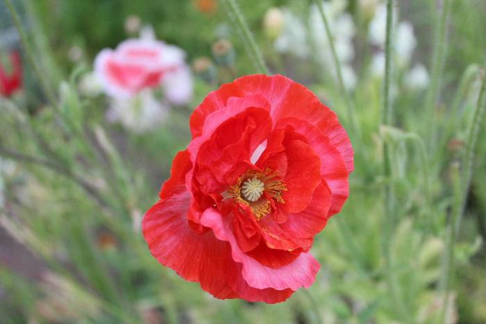 鮮やかな真っ赤な薄い和紙のような花びらの花が咲いています　ケシの花でしょうか　ケシの花というのは一日だけの花といわれていますがそんか感じのする柔らかそうな花びらです　正しくは何という名前の花でしょうか