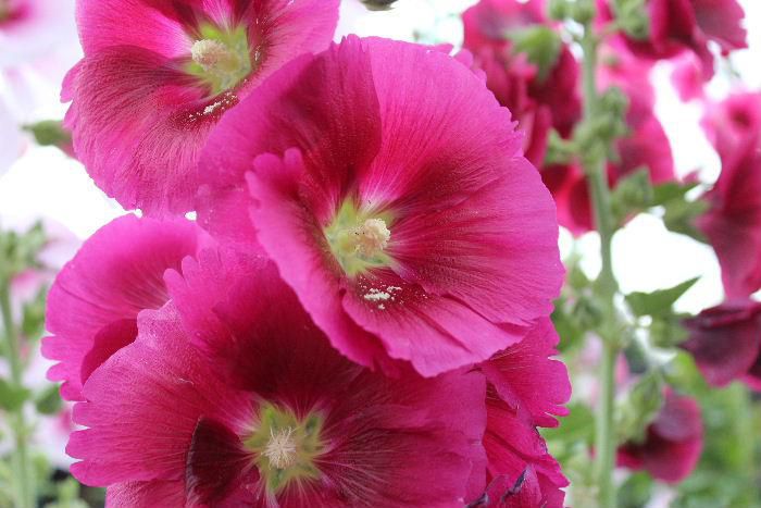 庭や道路そばにまさににょきにょきというように赤やピンク、白などの花を付けて「タチアオイ」がそちこちに咲いています「梅雨葵」の異名もありまさに梅雨時を代表する花です　直立する太い茎に下から花が咲き始め先端の花が咲き終わる頃に梅雨が明けるといわれています