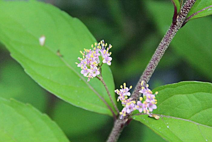 ３～４ミリほどのピンクの小さな花が木の枝と葉の間に「コムラサキシキブ」の花が咲きました　かやヤブの中から根をつけて採ってきたものですが花をつけてくれたことに喜んでいます　秋には小さな丸い紫色の実をつけてくれ鑑賞できるので楽しみです